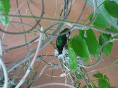 Chlorostilbon lucidus