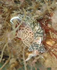 Coryphella cooperi