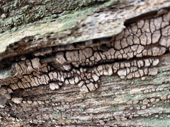 Xylobolus frustulatus