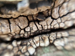 Xylobolus frustulatus