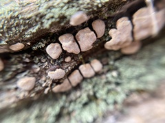 Xylobolus frustulatus