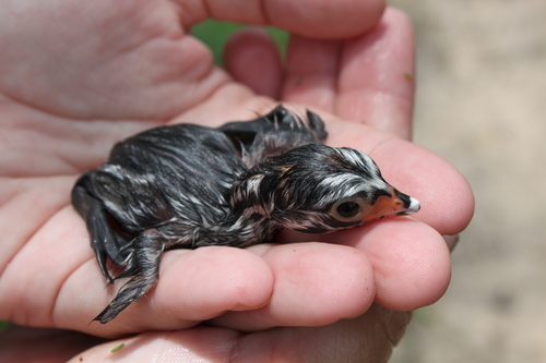 Podicipedidae