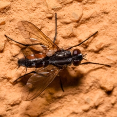 Mintho rufiventris