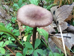 Pseudoclitocybe