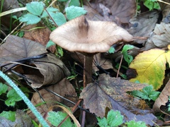 Pseudoclitocybe