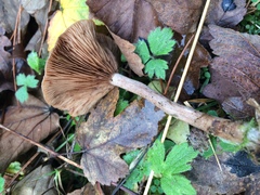 Pseudoclitocybe