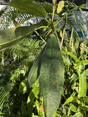 Rauvolfioideae