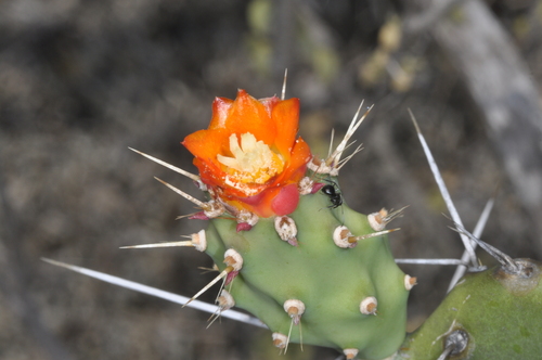 Image of Opuntia quitensis by (c) aacocucci, some rights reserved (CC BY)