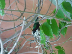 Chlorostilbon lucidus