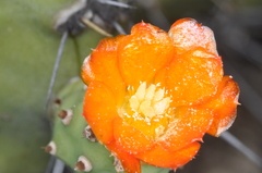 Opuntia quitensis