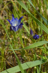 Gentiana olivieri