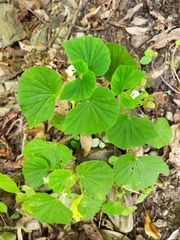Begonia hirtella