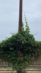 Mikania cordifolia