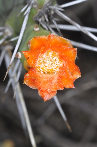 Image of Opuntia quitensis by (c) aacocucci, some rights reserved (CC BY)