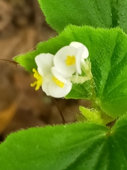 Begonia hirtella