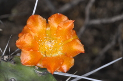 Opuntia quitensis