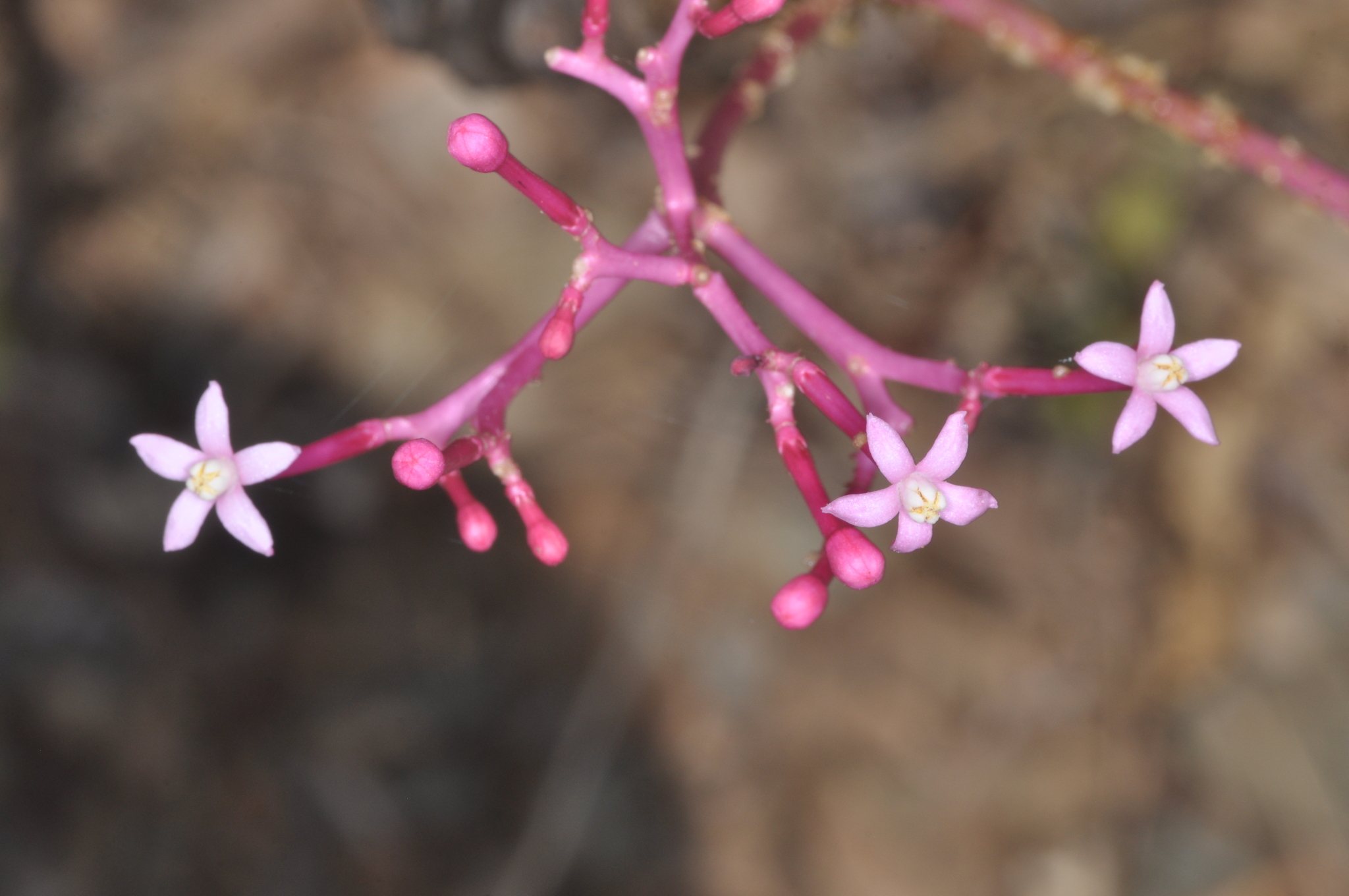 Vasconcellea parviflora image