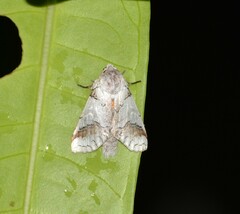 Sericochroa ceruroides