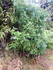 Melastoma septemnervium