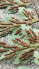 Asplenium aethiopicum