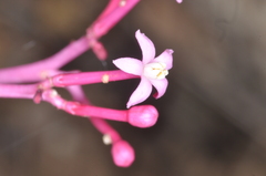 Vasconcellea parviflora