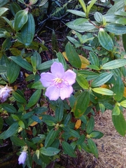 Melastoma septemnervium