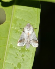 Sericochroa ceruroides