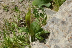 Arum orientale