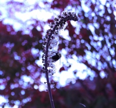 Actaea racemosa