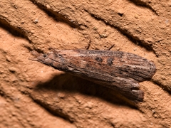 Lamoria anella
