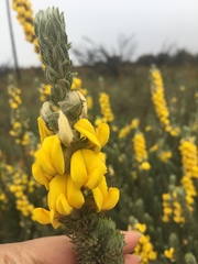 Aspalathus shawii shawii