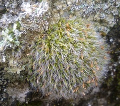 Grimmia