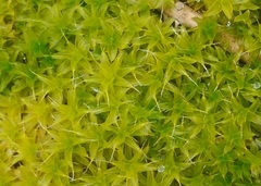 Syntrichia