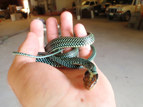 Drymobius margaritiferus