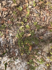 Tephrosia chrysophylla