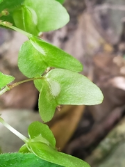 Begonia hirtella