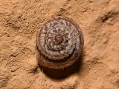 Xerotricha conspurcata