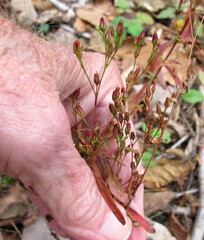 Hypericum canadense