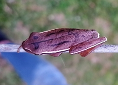 Boana pulchella