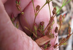 Hypericum canadense