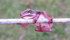 Boana pulchella