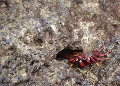 Grapsus adscensionis
