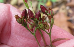Hypericum canadense