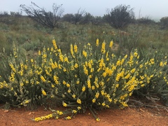 Aspalathus shawii shawii