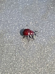 Homoeolabus analis