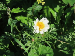Glebionis coronaria