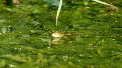 Pelophylax epeiroticus