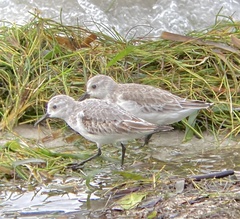 Calidris mauri