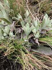 Helichrysum luteoalbum