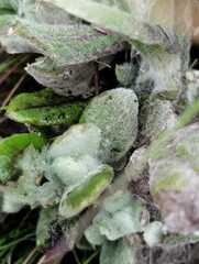 Helichrysum luteoalbum